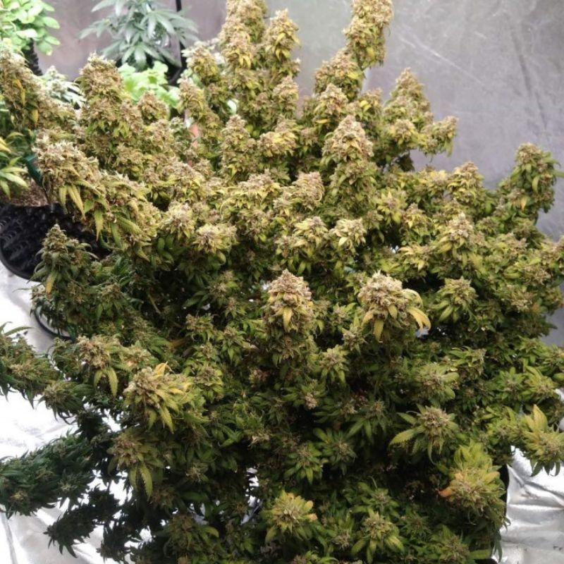 Mazar Extra - cannabissoort - cannabiszaden