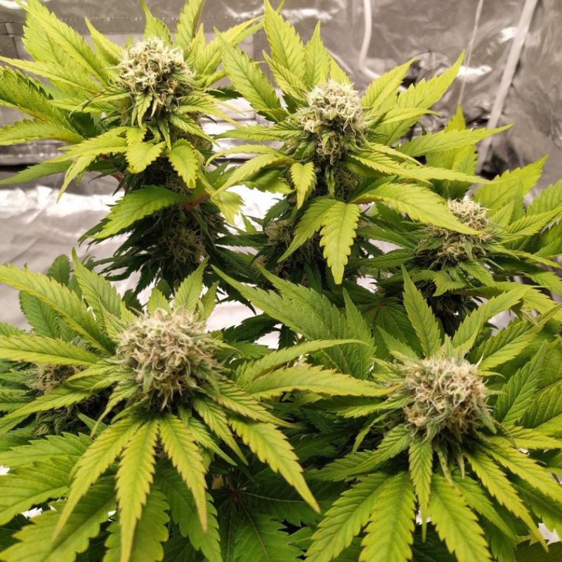 Lemon Juice - cannabissoort - cannabiszaden