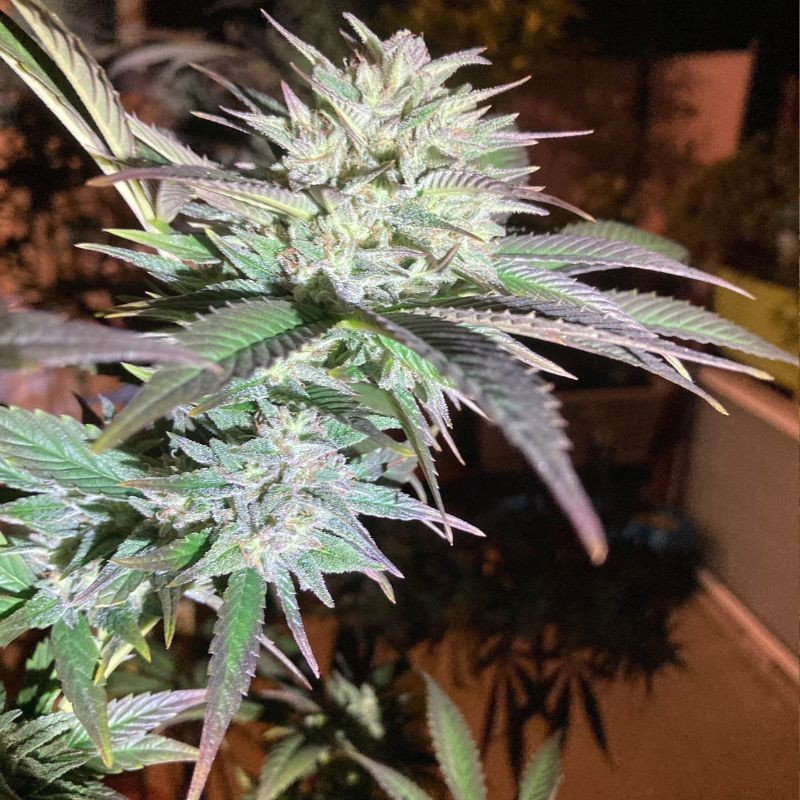 Train Wreck - cannabissoort - cannabiszaden