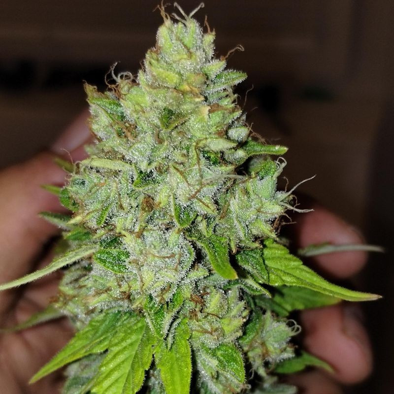 Lemon Skunk - cannabissoort - cannabiszaden