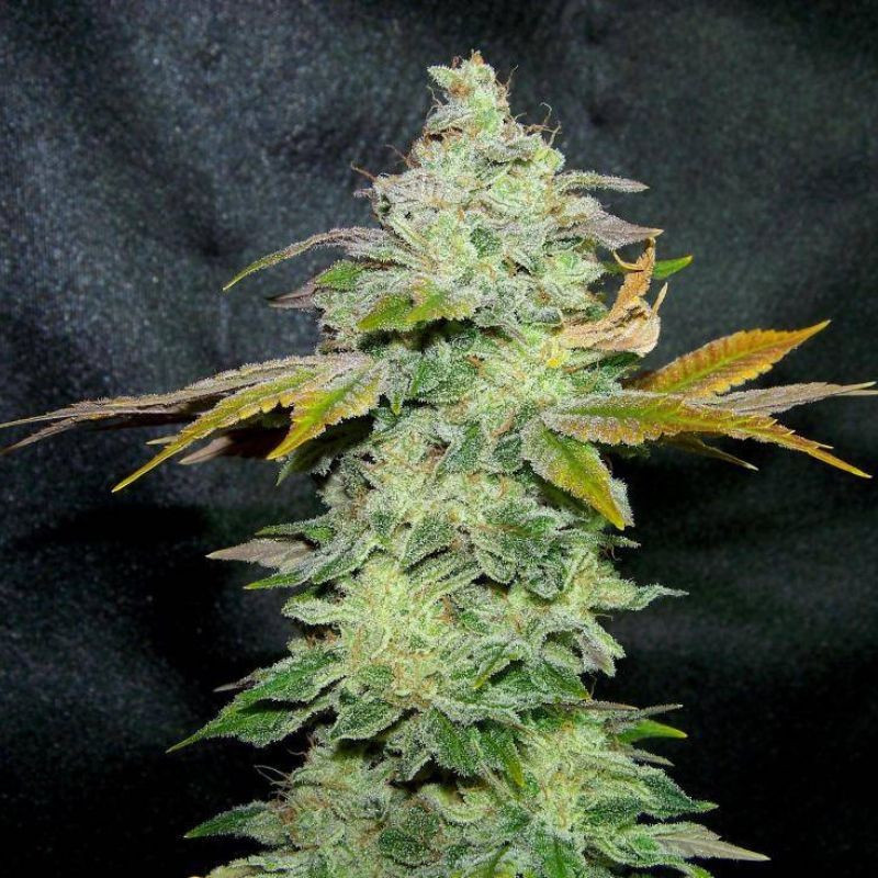 Lavender - cannabissoort - cannabiszaden