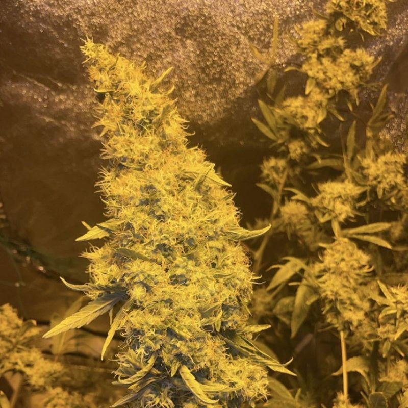 Kali Mist - cannabissoort - cannabiszaden