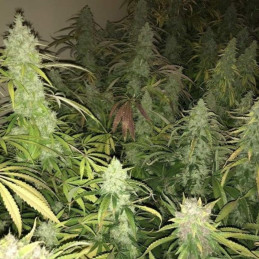 Kalashnikova - cannabissoort - cannabiszaden