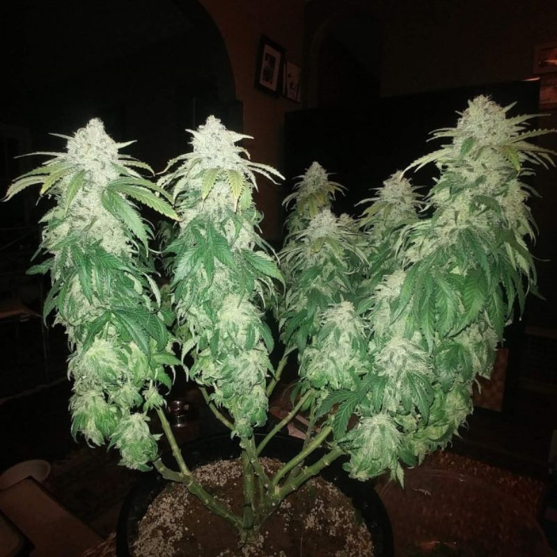 Jack Herer - cannabissoort - cannabiszaden