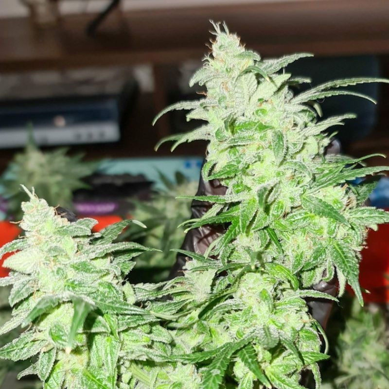 Gorilla Glue - cannabissoort - cannabiszaden