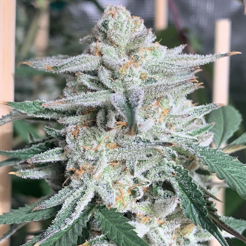 Girl Scout Cookies - cannabissoort - cannabiszaden