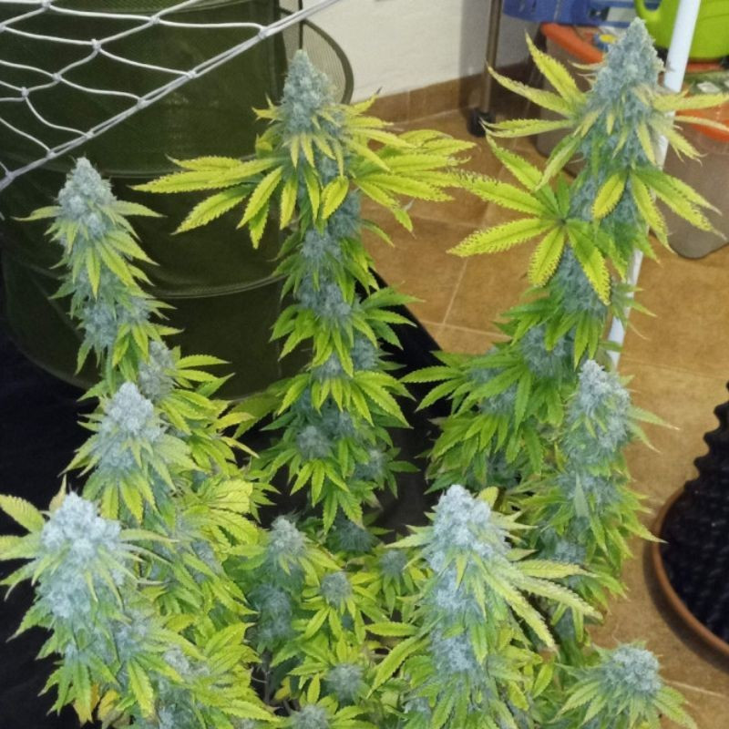 Crystal Candy - cannabissoort - cannabiszaden