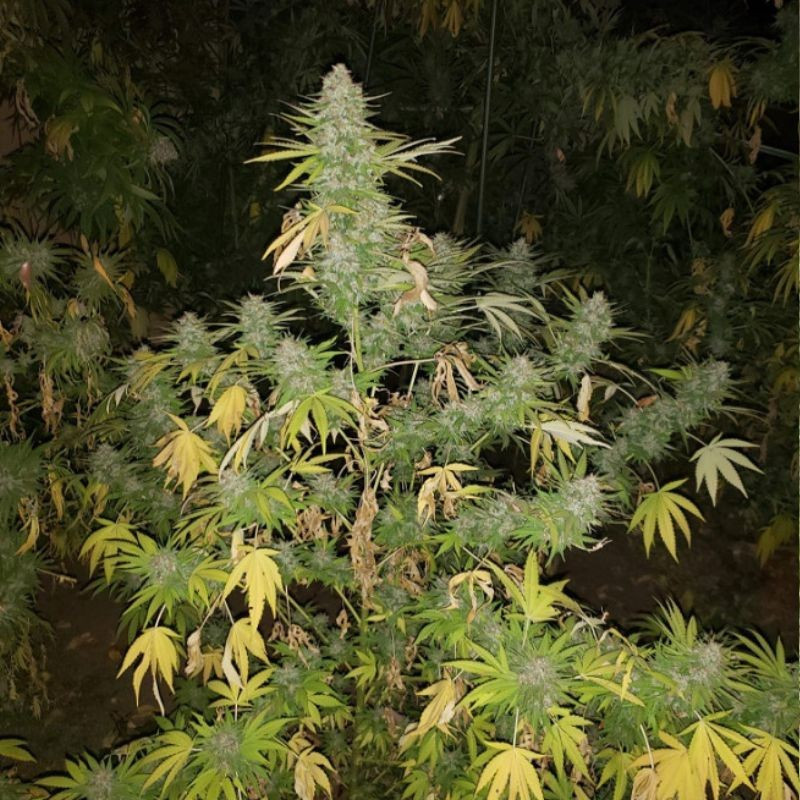 Grapefruit - cannabissoort - cannabiszaden