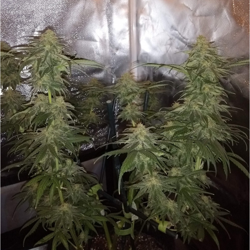 Special Mintz - cannabissoort - cannabiszaden