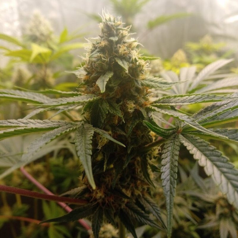 Critical Mass - cannabissoort - cannabiszaden