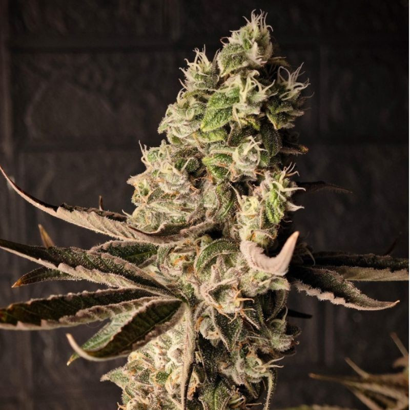 Chrome - cannabissoort - cannabiszaden