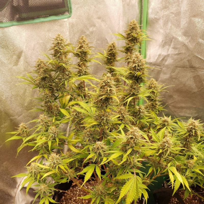 Caramel - cannabissoort - cannabiszaden