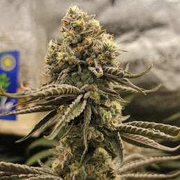 Bruce Banner - cannabissoort - cannabiszaden