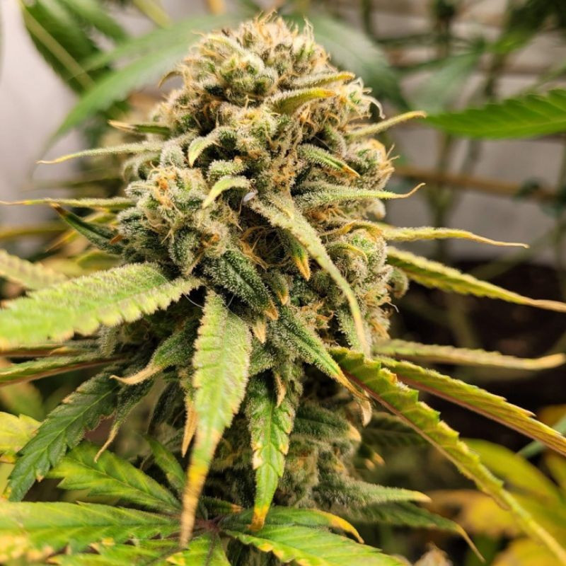 BubbleGum - cannabissoort - cannabiszaden