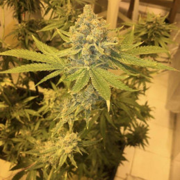 AK 47 - cannabissoort - cannabiszaden