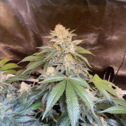 White Russian - cannabissoort - cannabiszaden