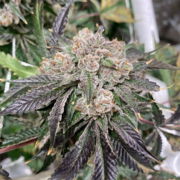 Black Domina - cannabissoort - cannabiszaden