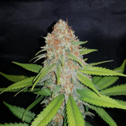 White Widow - cannabissoort - cannabiszaden