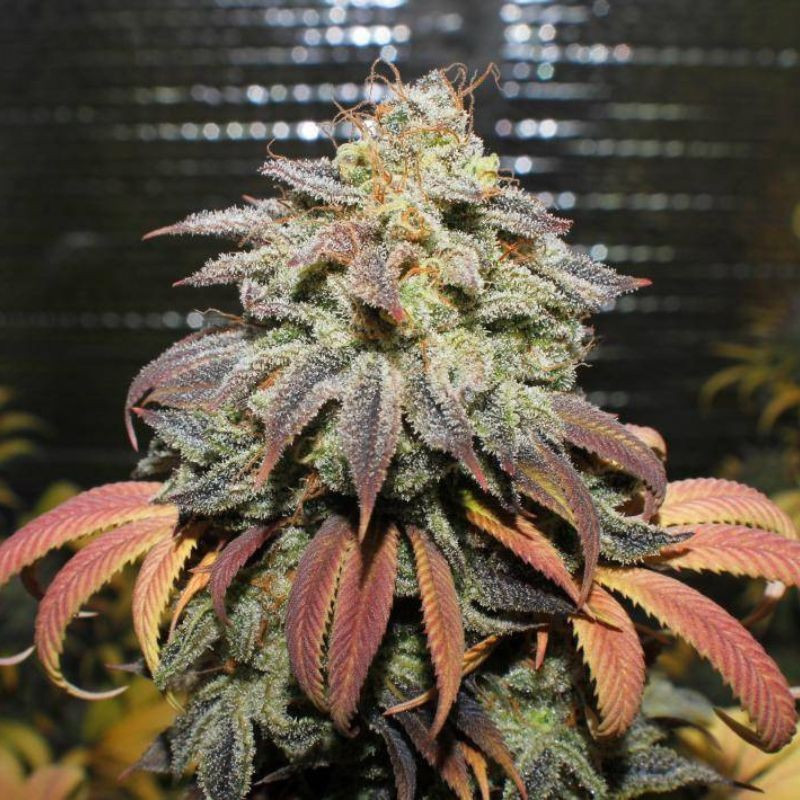 Coffee Ryder Auto - Autoflowering Wietzaden