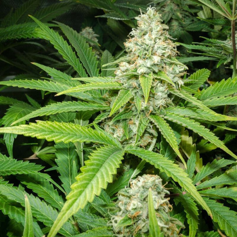 Green Skunk Auto - Autoflowering Wietzaden