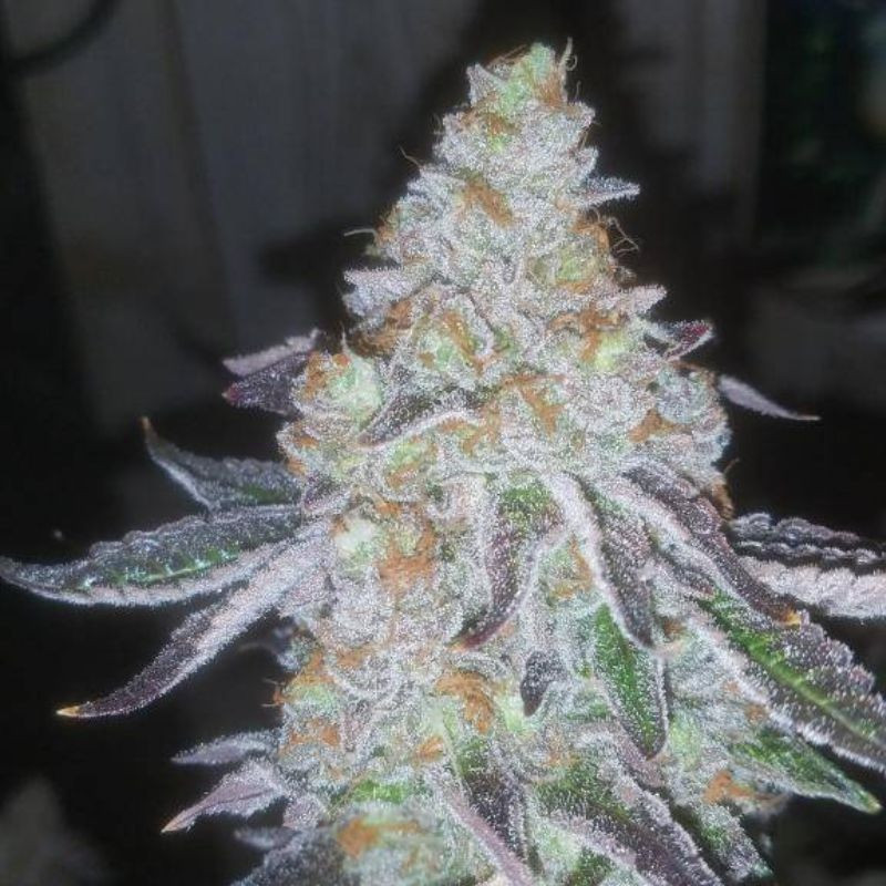 Lavender Auto - Autoflowering Wietzaden
