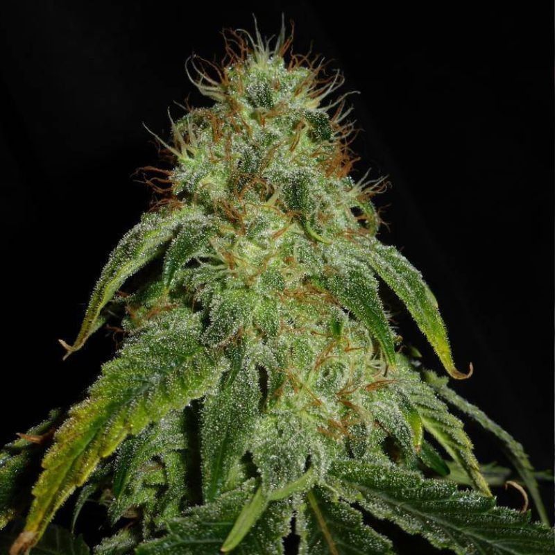 Mandarine Auto - Autoflowering Wietzaden