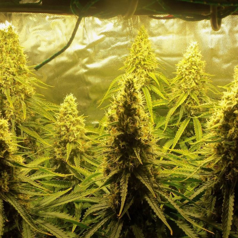 Jungle Auto - Autoflowering Wietzaden