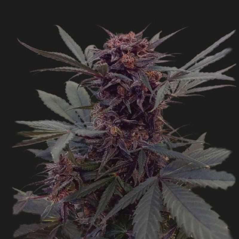 Sweet Tooth Auto - Autoflowering Wietzaden