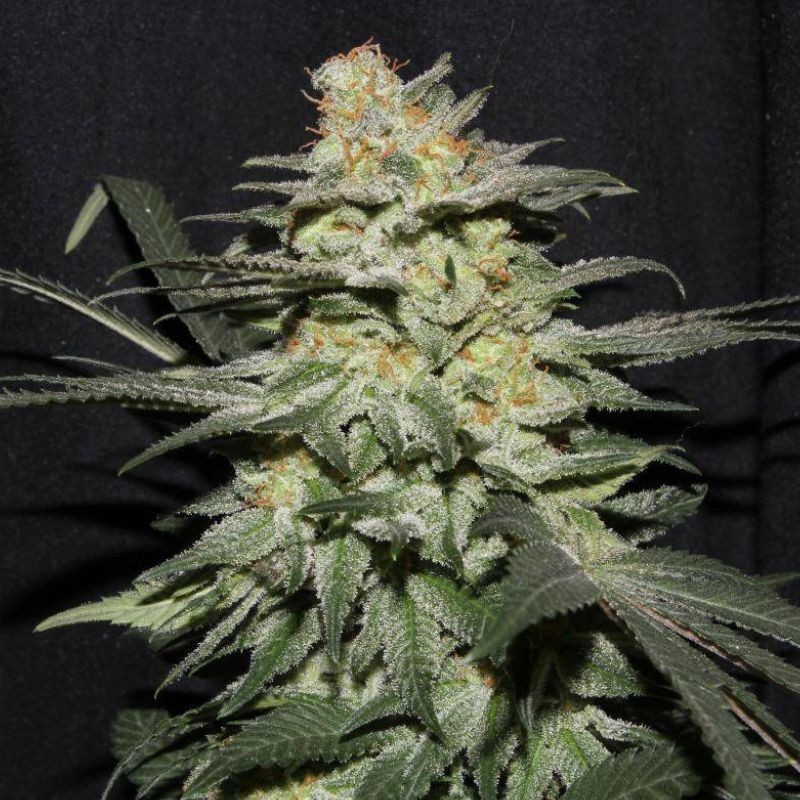 Himalaya Gold - cannabissoort - cannabiszaden