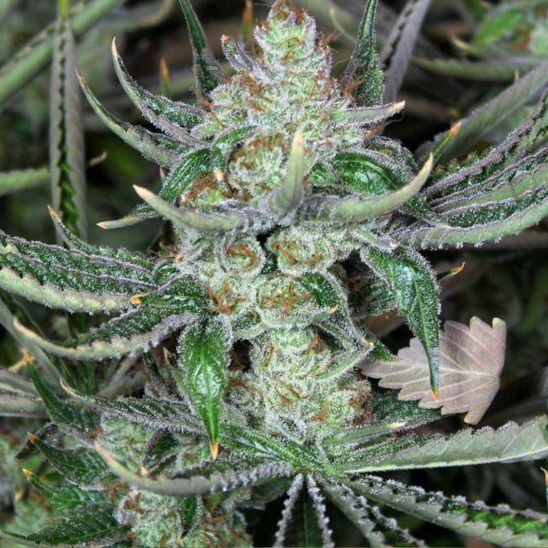 Bob Marley - cannabissoort - cannabiszaden