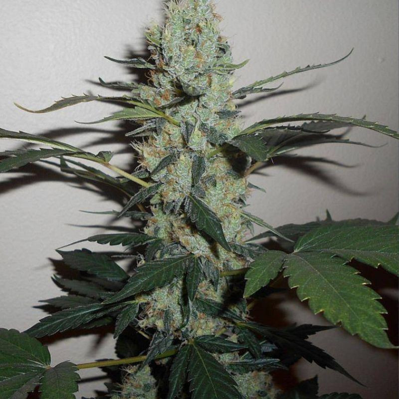 Green Crack - cannabissoort - cannabiszaden