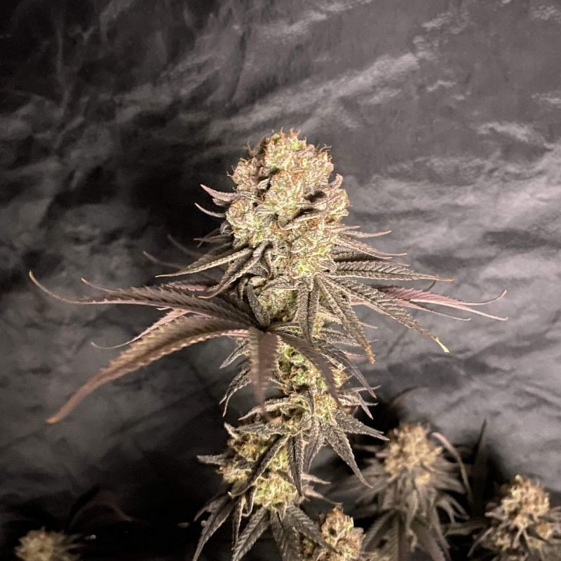 RoboCop - cannabissoort - cannabiszaden