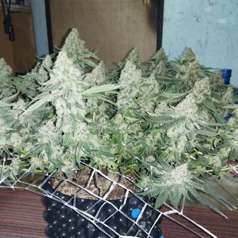 Coffee Ryder - cannabissoort - cannabiszaden