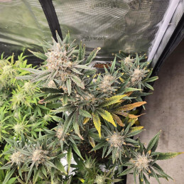 Banana Flower - cannabissoort - cannabiszaden