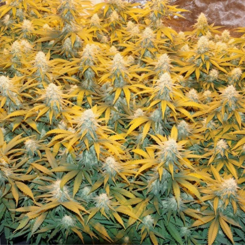 Great White Shark - cannabissoort - cannabiszaden