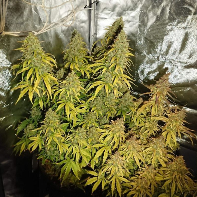 Durban Poison - cannabissoort - cannabiszaden