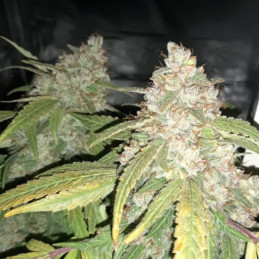 Afghan Kush - cannabissoort - cannabiszaden