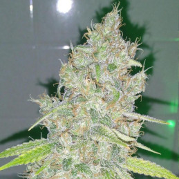 Amnesia Haze - cannabissoort - cannabiszaden