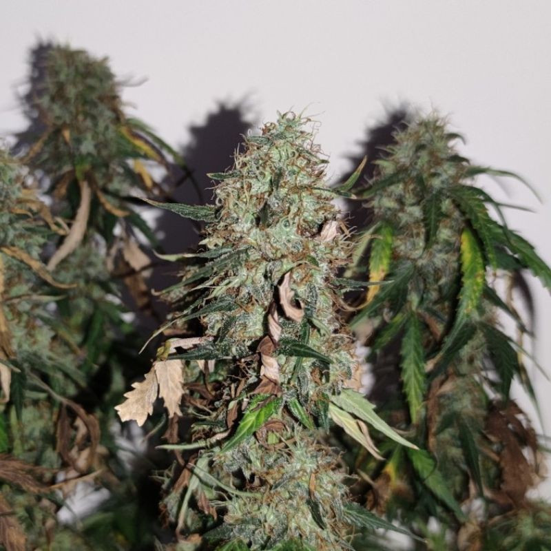 Gorilla Cookies - cannabiszaden