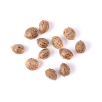 Soorten Wietzaadjes - BestCannabisSeeds.be