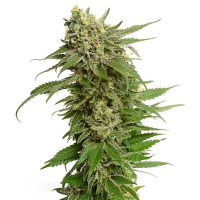 Geschiedenis en erfgoed van de Haze-cannabissoort ontdekken