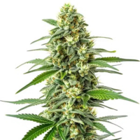 Afghan