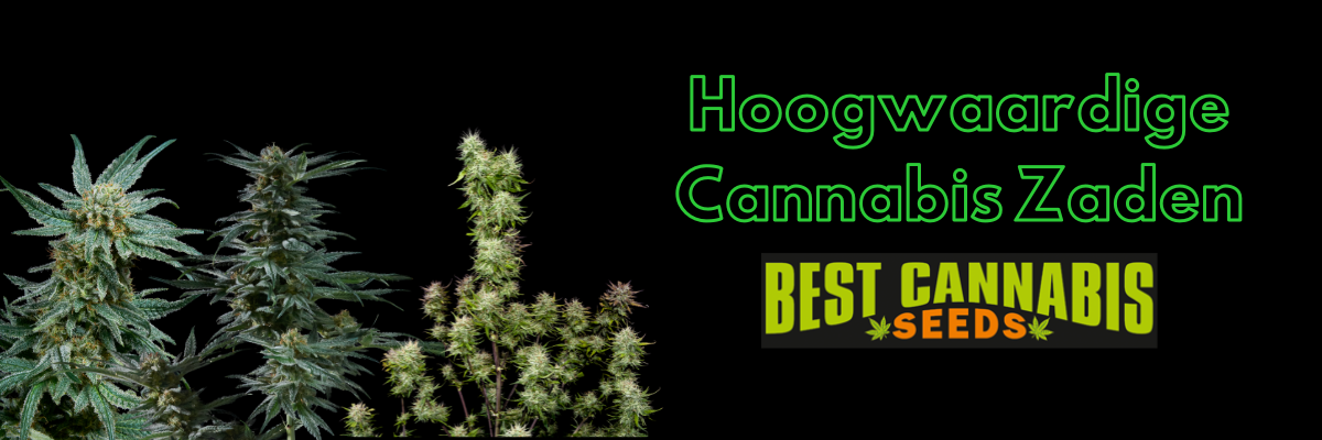 Cannabis Zaden