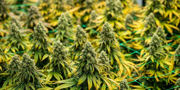 Welke automatische cannabissoorten kiezen?