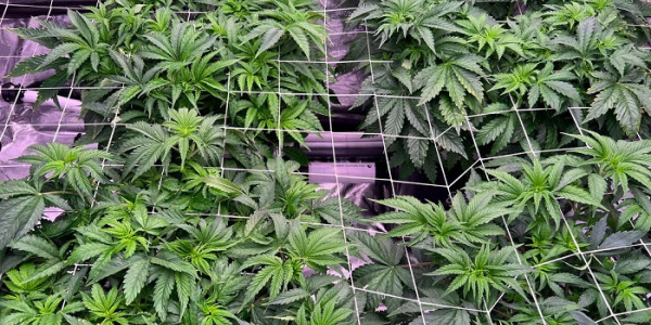 Wat is SOG en ScrOG wiettraining?