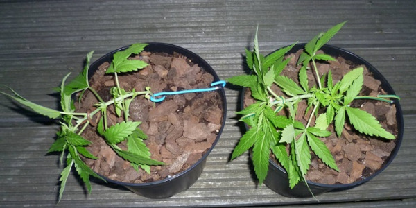 Hoe doe je LST-training op cannabis? (Low Stress Training)