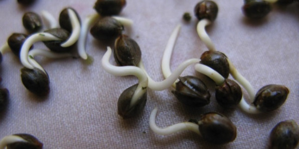 Kiemen van cannabiszaden - Gids