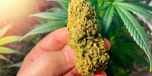 Wanneer cannabis oogsten voor maximale opbrengst?