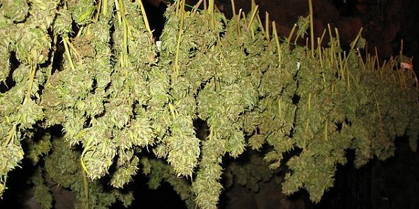 Hoe droog je cannabis?