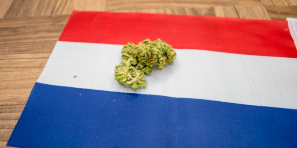 Welke zijn de prijzen van wiet in Nederland